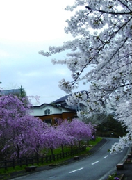 いぶきの丘「桜堤」